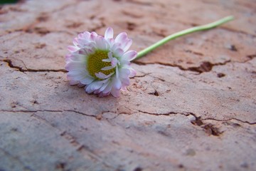 A daisy on a red brick © E-lona