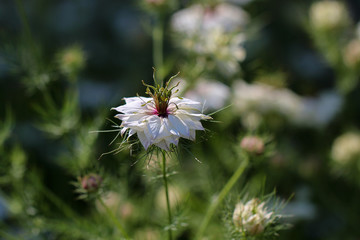 Nigella damascena / Nigella damascena Garden flower escape