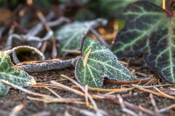 Gefrorene Efeu Blätter im Winter ohne Schnee
