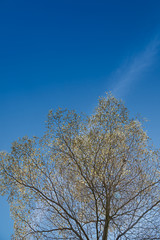 Beautiful tree branches with green leaves.