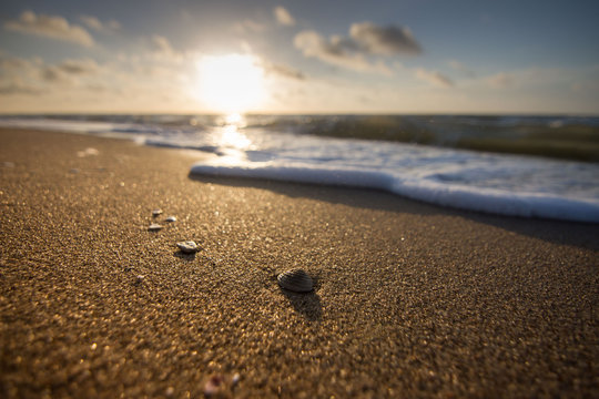 Shells on beach