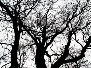 Interwined black tree branches isolated on white sky background.