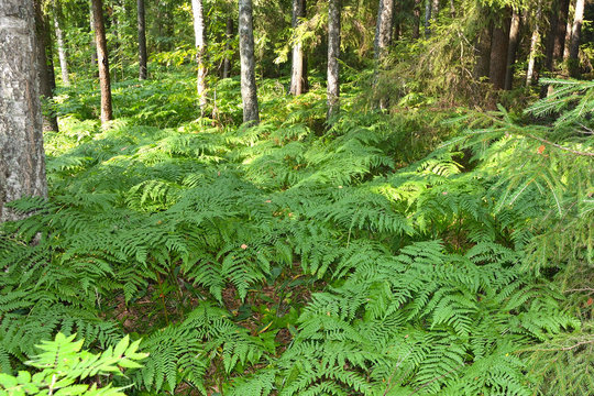 Fern thickets in the shade of the forest