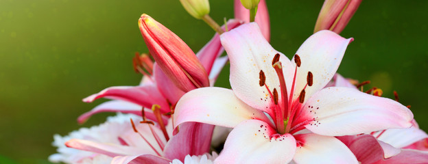 Macro shot of a pink dahlia .