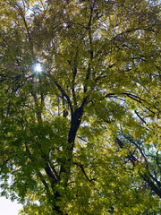 Altenburg / Germany: Autumnal tree canopy in a small public park