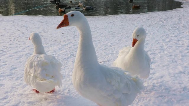 Domestic white geese walk near the pond in winter
