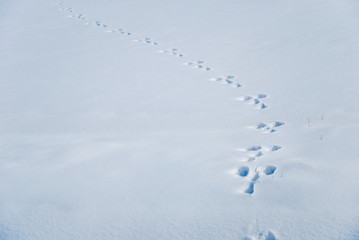 Wildlife imprints in a snowy field