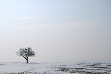 Lone tree in a misty landscape