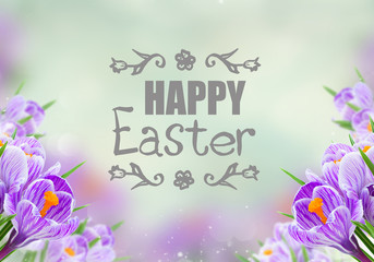 Violet crocus flowers