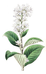 Illustration of flower