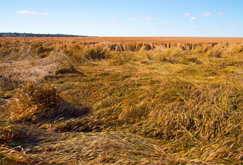 destroyed the harvest of wheat by a strong wind, a field spoiled by a hurricane