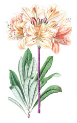Illustration of plant