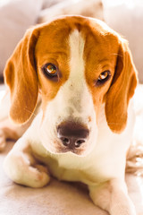 Beagle dog warm sunny portrait