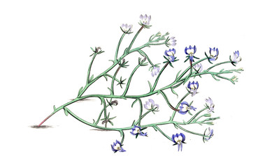 Illustration of plant