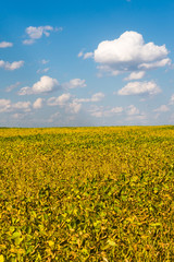 Fototapeta premium Agriculture bean cultivation. Yellow field in August