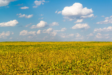 Obraz premium Agriculture bean cultivation. Yellow field in August