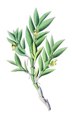 Illustration of plant
