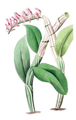 Illustration of plant