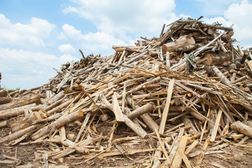 Stack of teak wood log