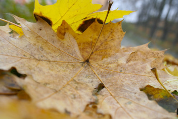 Old yellow maple leaf detail 