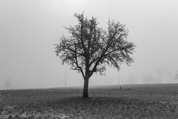 Einsamer Baum im Nebel auf Feld