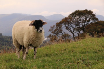 Sheep by the tree © Magdalena