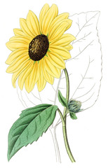 Naklejka premium Illustration of plant