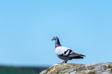 A rock pigeon against a clear blue sky