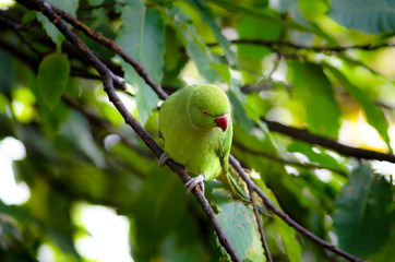A parakeet perched on a branch 