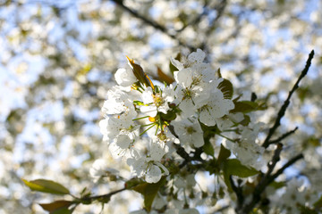 Cherry tree blossom detail in the spring time