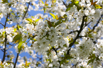 Cherry tree blossom detail in the spring time