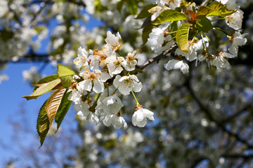 Cherry tree blossom detail in the spring time