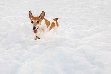 Happy funny running winter dog