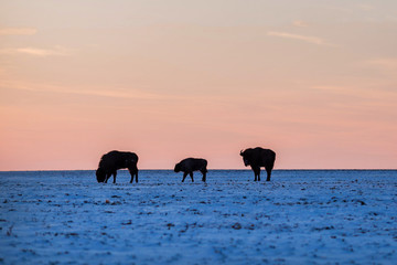 Fototapeta na wymiar Three wild bisons