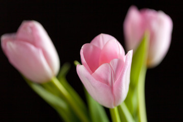 pink tulips on a dark background