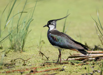 One lapwings stands on the green water grass in natural habitat