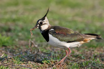 The northern lapwing (Vanellus vanellus) stands on the ground with a long worm in beak on blurred green background. Close up and colorfull photo