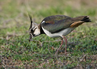 The northern lapwing (Vanellus vanellus) stands on the ground with a long worm in beak on blurred green background. Close up and colorfull photo
