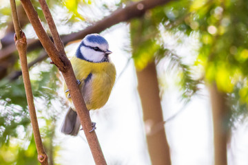 Blue tit / Cyanistes caeruleus