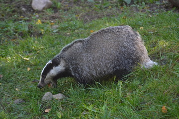 Waschbär