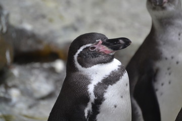 Pinguin