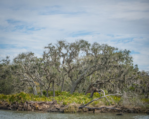 Florida Wide Oak