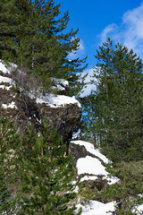 Fototapeta na wymiar cliff winter coniferous tree