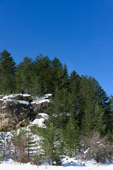 cliff winter coniferous tree