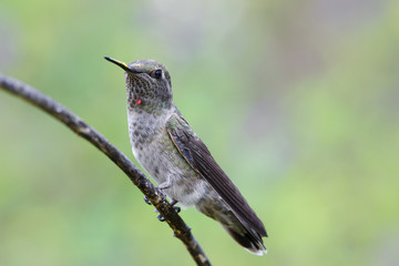 Hummingbird in California (probably a female Anna's).
