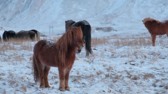 Typical Icelandic hairy horse grazing in snow blizzard. Iceland breed horse in wintertime in hard conditions snowy freezing winter at Iceland.