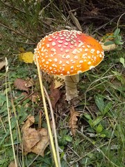 amanita