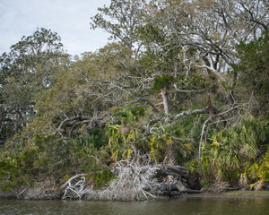 Cumberland Island Trees