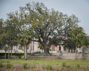 Cumberland Island Wide Oak