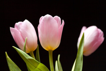 pink tulips on a dark background